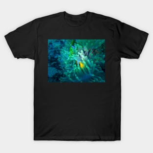 nemo fish T-Shirt